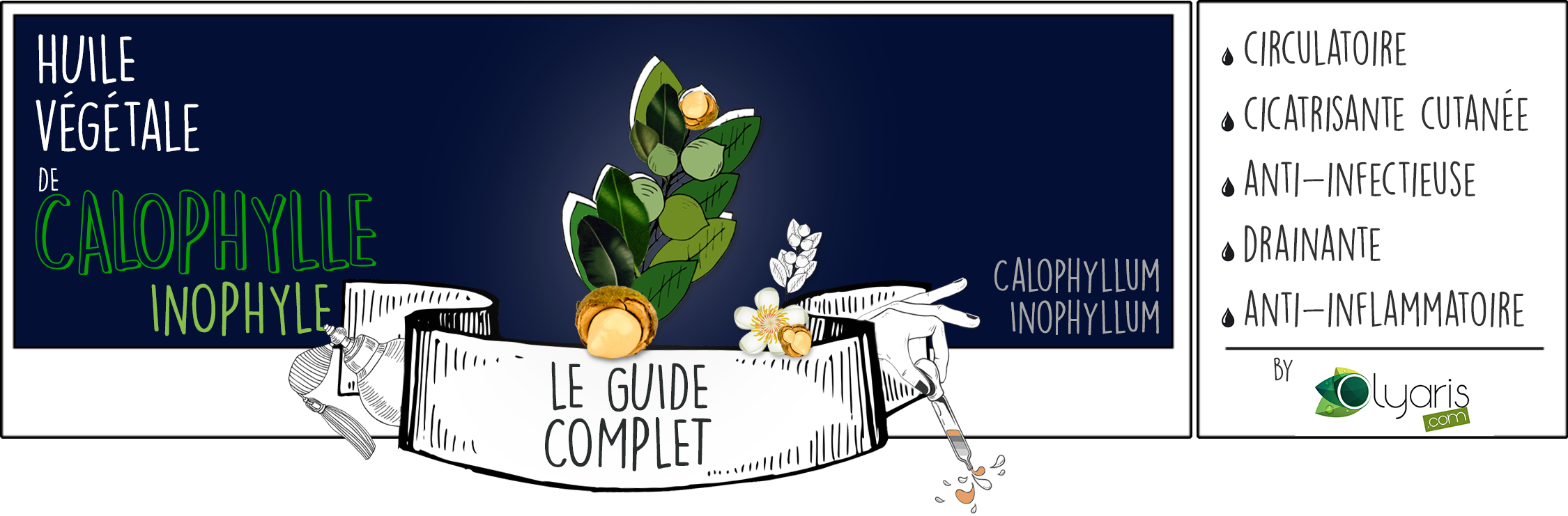Huile Végétale de Calophylle Inophyle (Tamanu) : le Guide d'Utilisation Complet - Olyaris